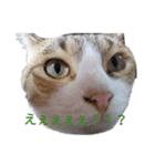 我が家の猫たち②（個別スタンプ：4）