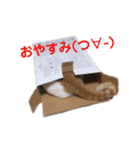 我が家の猫たち②（個別スタンプ：5）