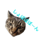 我が家の猫たち②（個別スタンプ：8）