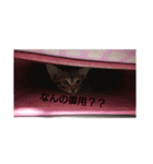 everycat（個別スタンプ：1）