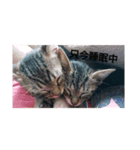 everycat（個別スタンプ：2）