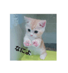 everycat（個別スタンプ：3）