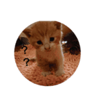 everycat（個別スタンプ：4）