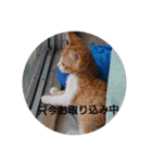 everycat（個別スタンプ：5）