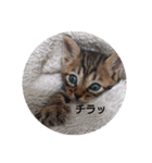 everycat（個別スタンプ：6）