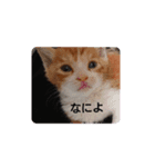 everycat（個別スタンプ：7）