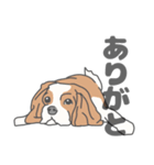 イヌたちのふせ！（個別スタンプ：21）