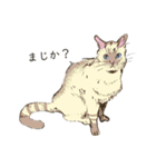 化け猫ちっくな猫（個別スタンプ：11）