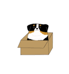バーニーズ犬（個別スタンプ：17）