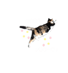 写真スタンプ・もふちゃん（個別スタンプ：2）