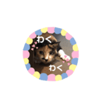 写真スタンプ・もふちゃん（個別スタンプ：3）