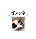 写真スタンプ・もふちゃん（個別スタンプ：6）