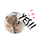 むぎぐらし あめこみ（個別スタンプ：1）