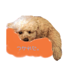 shimadanoinu（個別スタンプ：3）