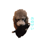 shimadanoinu（個別スタンプ：7）