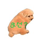 shimadanoinu（個別スタンプ：8）