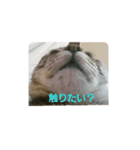 lovecat9（個別スタンプ：1）
