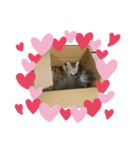 lovecat9（個別スタンプ：5）