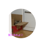 lovecat9（個別スタンプ：6）