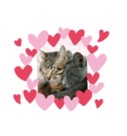 lovecat9（個別スタンプ：7）