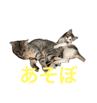 ももみ（個別スタンプ：6）