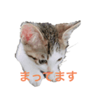 ももみ（個別スタンプ：8）