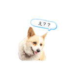 沙羅ちゃん可愛いコーギー（個別スタンプ：1）