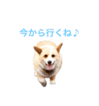沙羅ちゃん可愛いコーギー（個別スタンプ：6）
