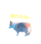 沙羅ちゃん可愛いコーギー（個別スタンプ：8）