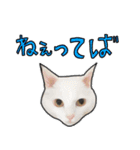 ハク様スタンプ第5弾（個別スタンプ：3）