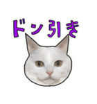 ハク様スタンプ第5弾（個別スタンプ：12）