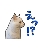 ハク様スタンプ第5弾（個別スタンプ：18）