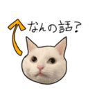 ハク様スタンプ第5弾（個別スタンプ：21）