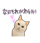 ハク様スタンプ第5弾（個別スタンプ：24）