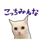ハク様スタンプ第5弾（個別スタンプ：29）