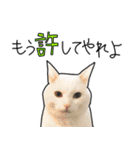 ハク様スタンプ第5弾（個別スタンプ：31）