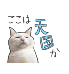 ハク様スタンプ第5弾（個別スタンプ：32）