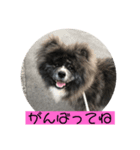 akitainu  ryuga（個別スタンプ：1）