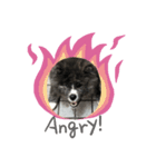 akitainu  ryuga（個別スタンプ：4）