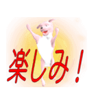 変な犬妙（個別スタンプ：9）