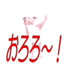変な犬妙（個別スタンプ：21）