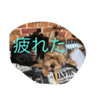 むぎ君マコ＆マミ姉さん（個別スタンプ：8）