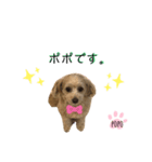 LEE POPO（個別スタンプ：8）