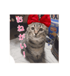 ロックフィールド家の猫たち3（個別スタンプ：1）