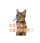 ロックフィールド家の猫たち3（個別スタンプ：2）