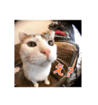 ロックフィールド家の猫たち3（個別スタンプ：3）