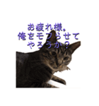 ロックフィールド家の猫たち3（個別スタンプ：4）