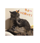 ロックフィールド家の猫たち3（個別スタンプ：5）