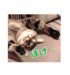 ロックフィールド家の猫たち3（個別スタンプ：6）