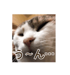ロックフィールド家の猫たち3（個別スタンプ：8）